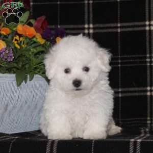 Bichon Frise Puppies For Sale - Greenfield Puppies