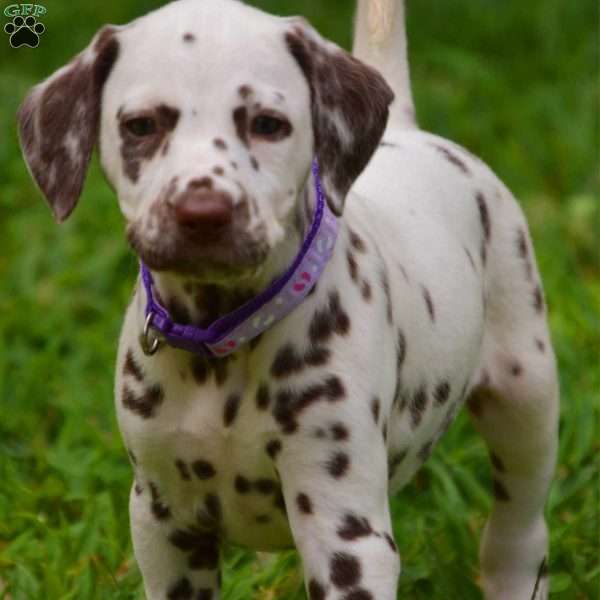 Sweetie, Dalmatian Puppy