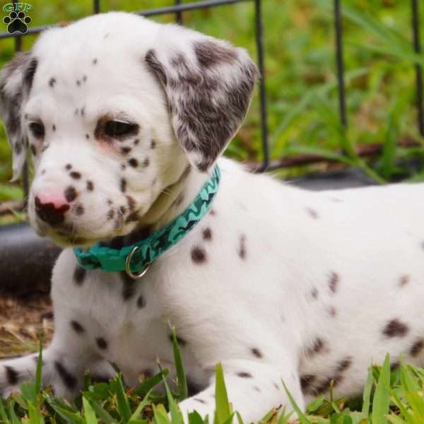 Caramel, Dalmatian Puppy