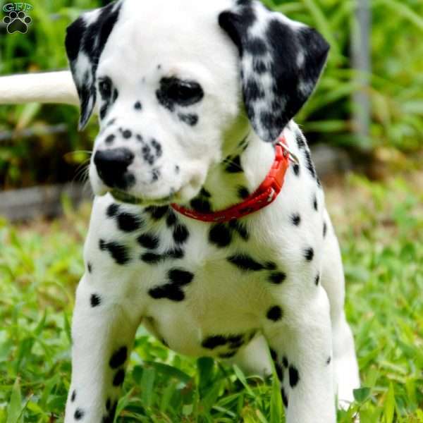 Howdy, Dalmatian Puppy