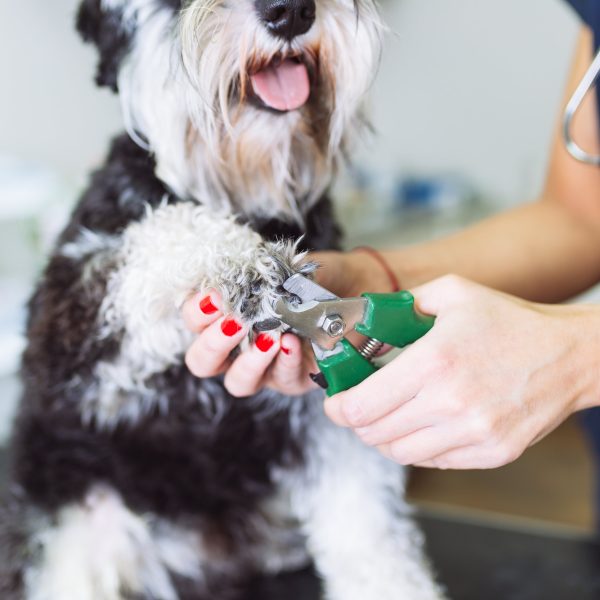 vet cutting dog's nails