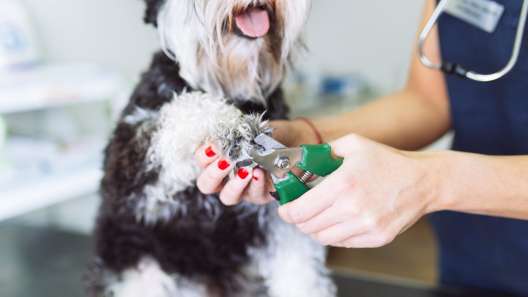 How to Treat a Dog’s Broken Nail