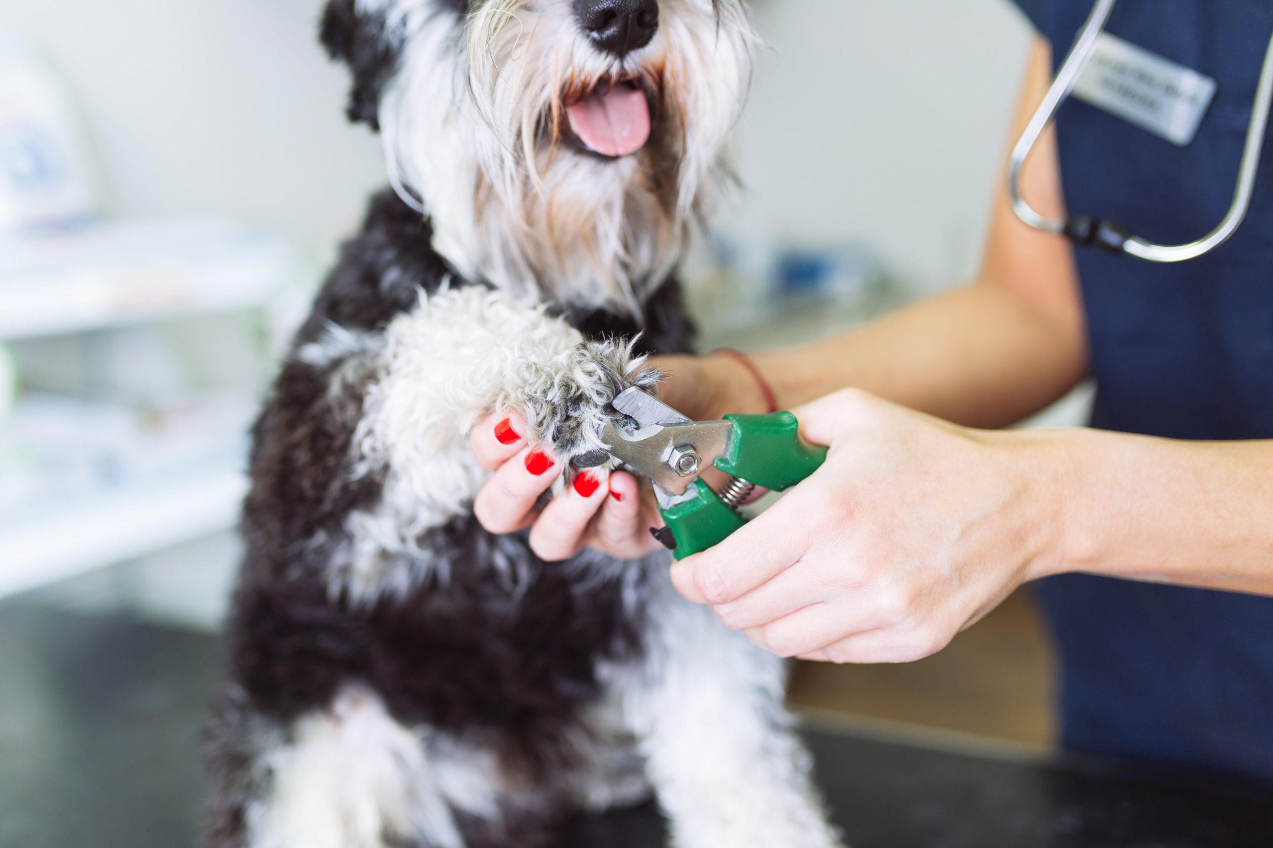 how-to-treat-a-dog-s-broken-nail-greenfield-puppies