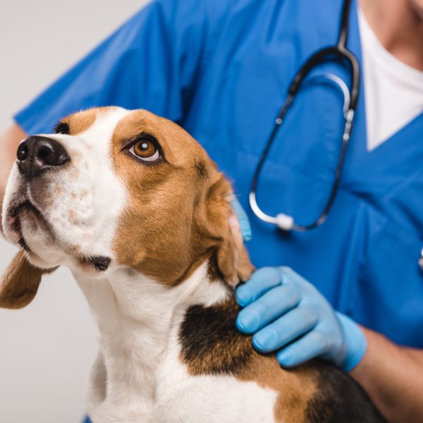vet examining beagle