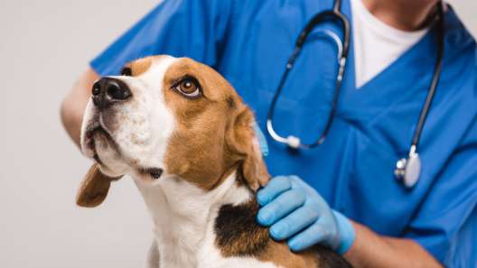 What to Know About Ringworm in Dogs