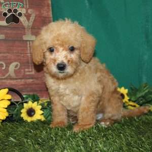 Miniature Poodle Mix Puppies For Sale | Greenfield Puppies
