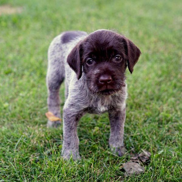 wirehaired pointing griffon puppy