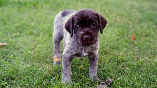 4 Facts About Wirehaired Pointing Griffons