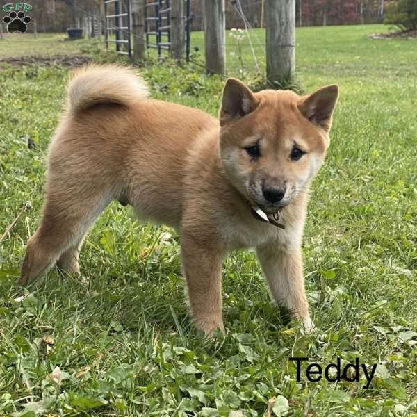 Teddy, Shiba Inu Puppy