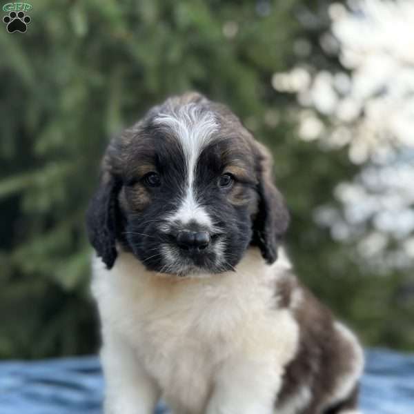 Duke, Saint Berdoodle Puppy