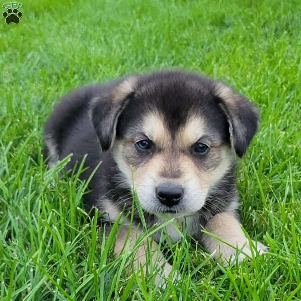 Bear, Great Pyrenees Mix Puppy