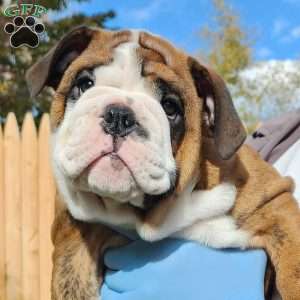 English Bulldog Puppies For Sale | Greenfield Puppies