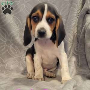 Beagle Puppies For Sale | Greenfield Puppies