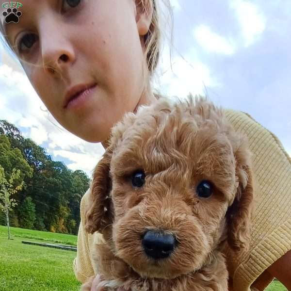Max, Mini Labradoodle Puppy