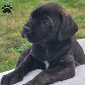 6 Facts About the Cane Corso - Greenfield Puppies