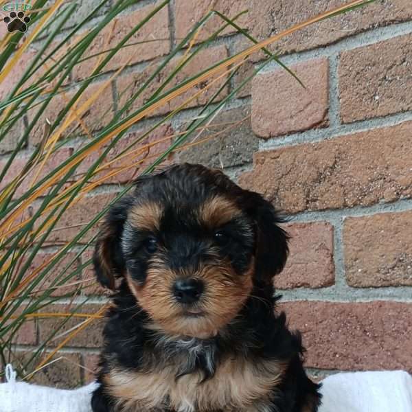 Conner, Yorkie Poo Puppy