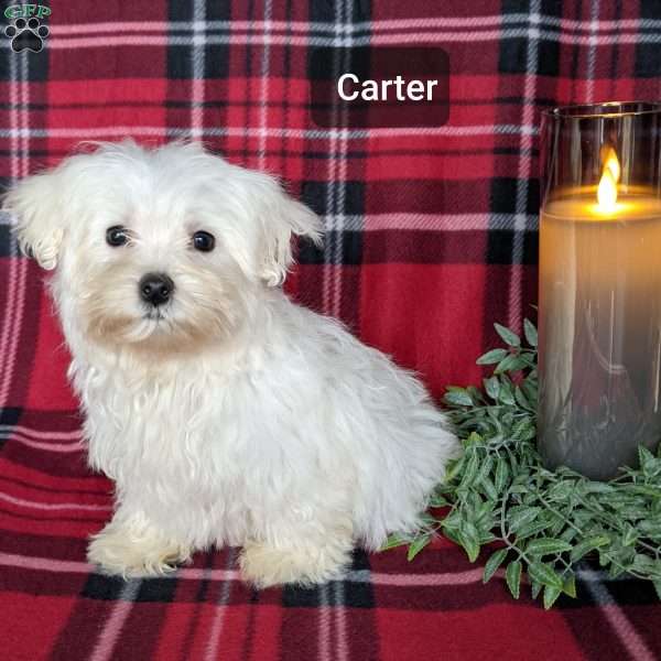 Carter, Maltese Puppy