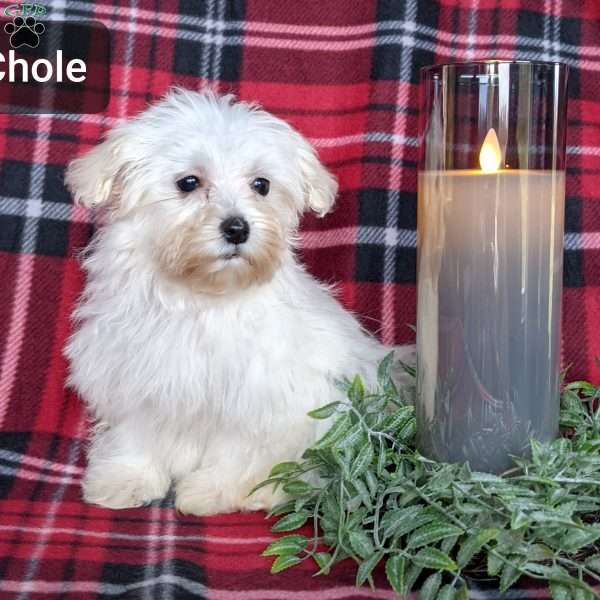 Chole, Maltese Puppy