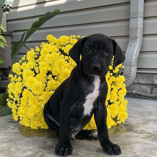Dakota, Great Dane Puppy