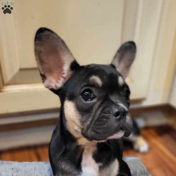 Penny, French Bulldog Puppy