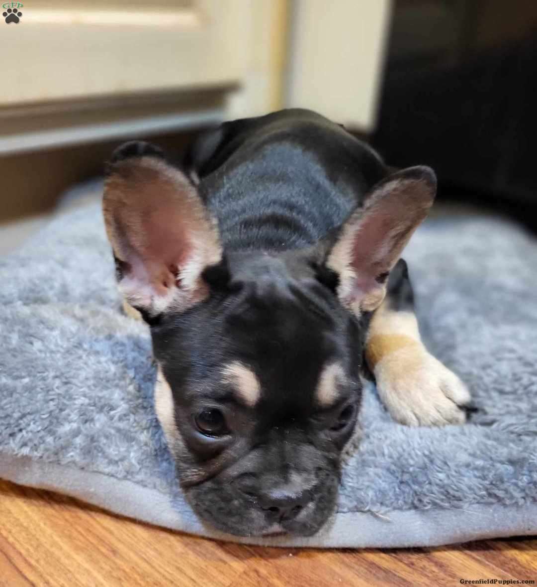 Penny - French Bulldog Puppy For Sale in Pennsylvania