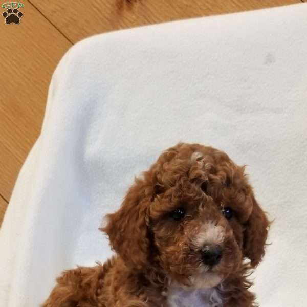 Tucker, Miniature Poodle Mix Puppy