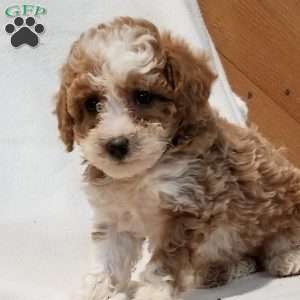 Miniature Poodle Mix Puppies For Sale | Greenfield Puppies