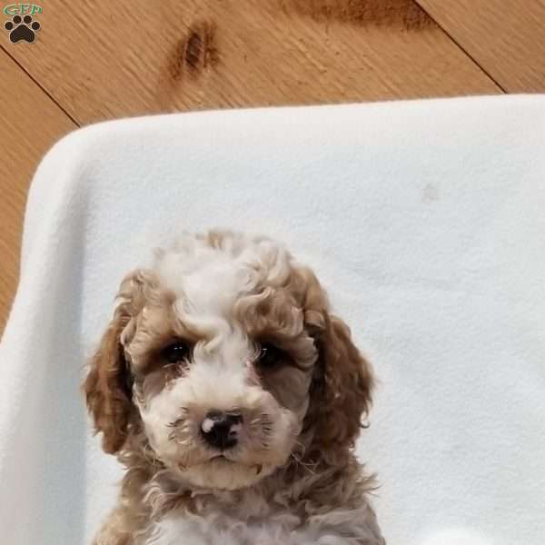 Toby, Miniature Poodle Mix Puppy