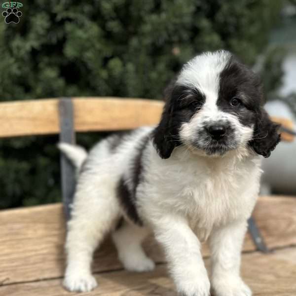 Beau, Saint Berdoodle Puppy