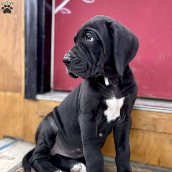 Beauty, Great Dane Puppy