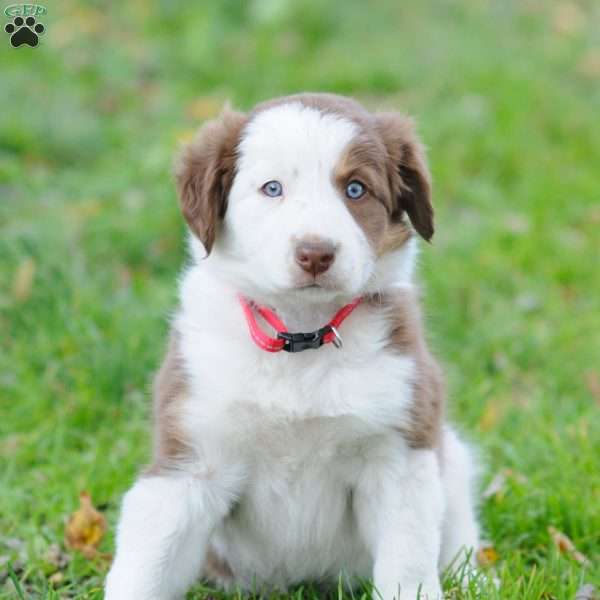 Lilly, Border Collie Puppy