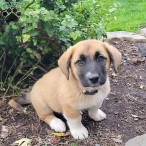 Puppies for Sale Under $500 - Price Under $500 | Greenfield Puppies