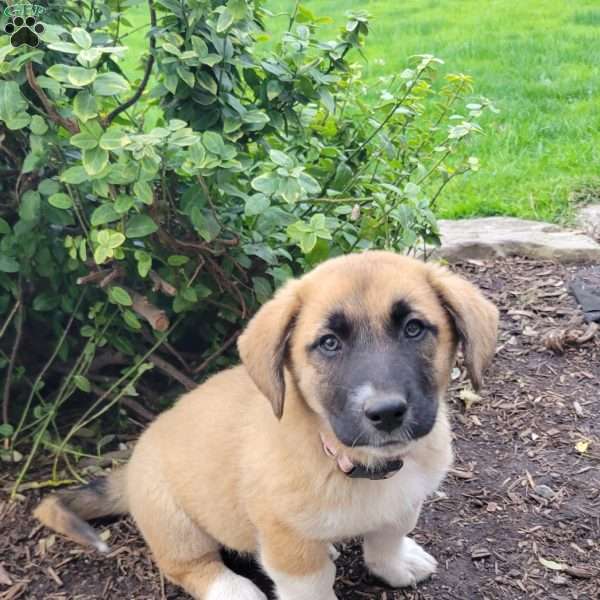 Bess, Great Pyrenees Mix Puppy