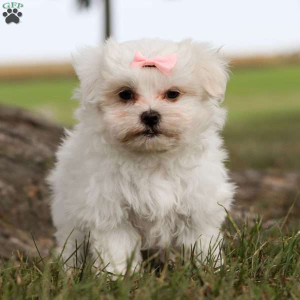 Addie, Maltese Puppy