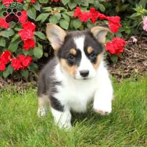 Pembroke Welsh Corgi Puppies for Sale - Greenfield Puppies