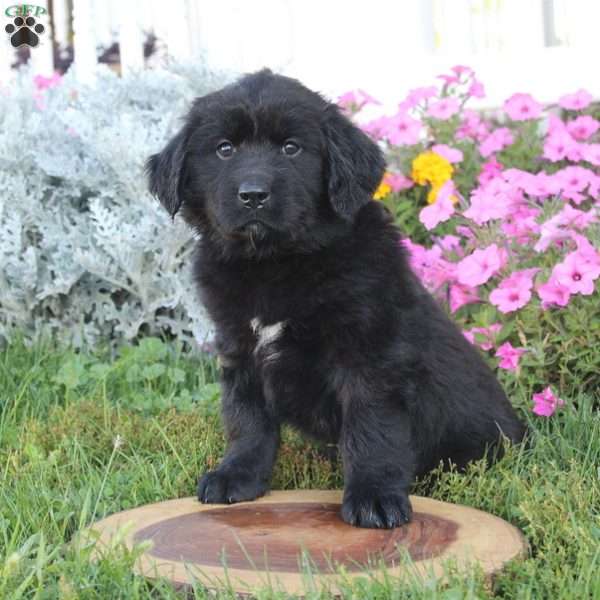 Andy, Newfoundland Mix Puppy