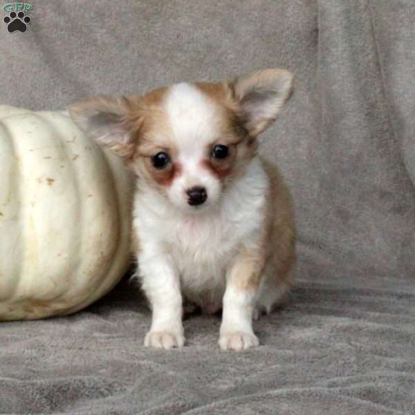 Apple Dumpling, Chihuahua Puppy
