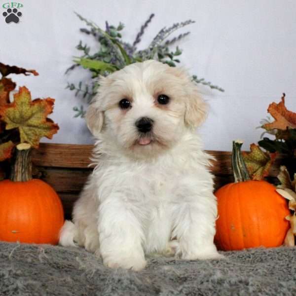 Archie, Mal-Shi Puppy