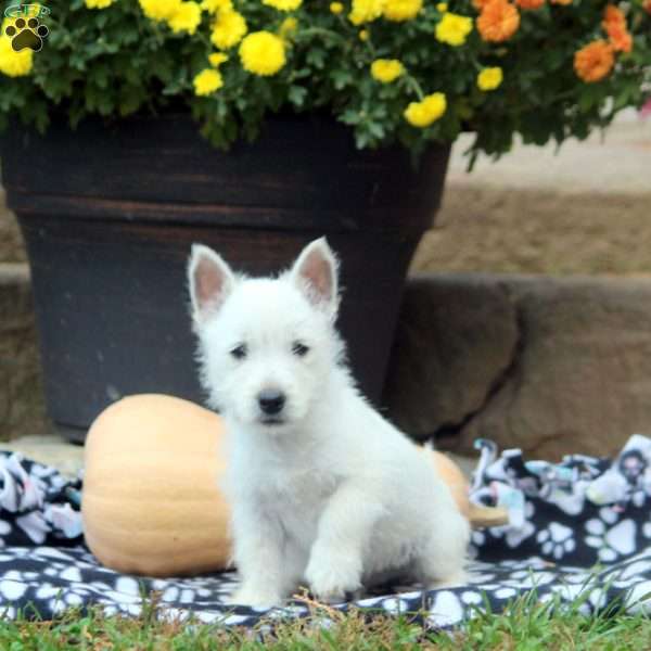 Arthur, West Highland Terrier Puppy