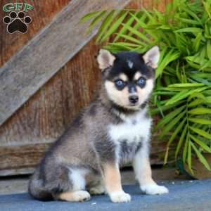 Alaskan Klee Kai-DOG-Male-Red / White-4102254-My Next Puppy