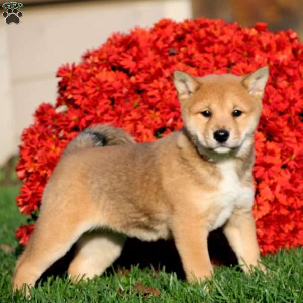 Becky, Shiba Inu Puppy