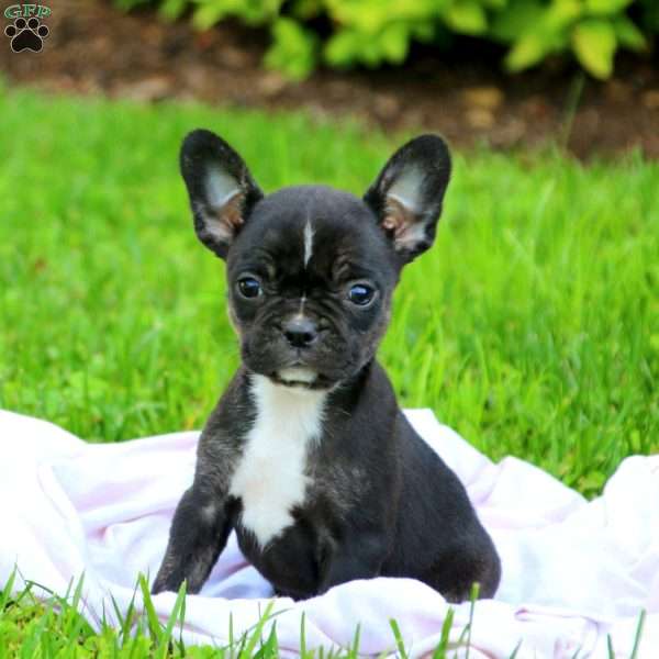 Bella, Frenchton Puppy
