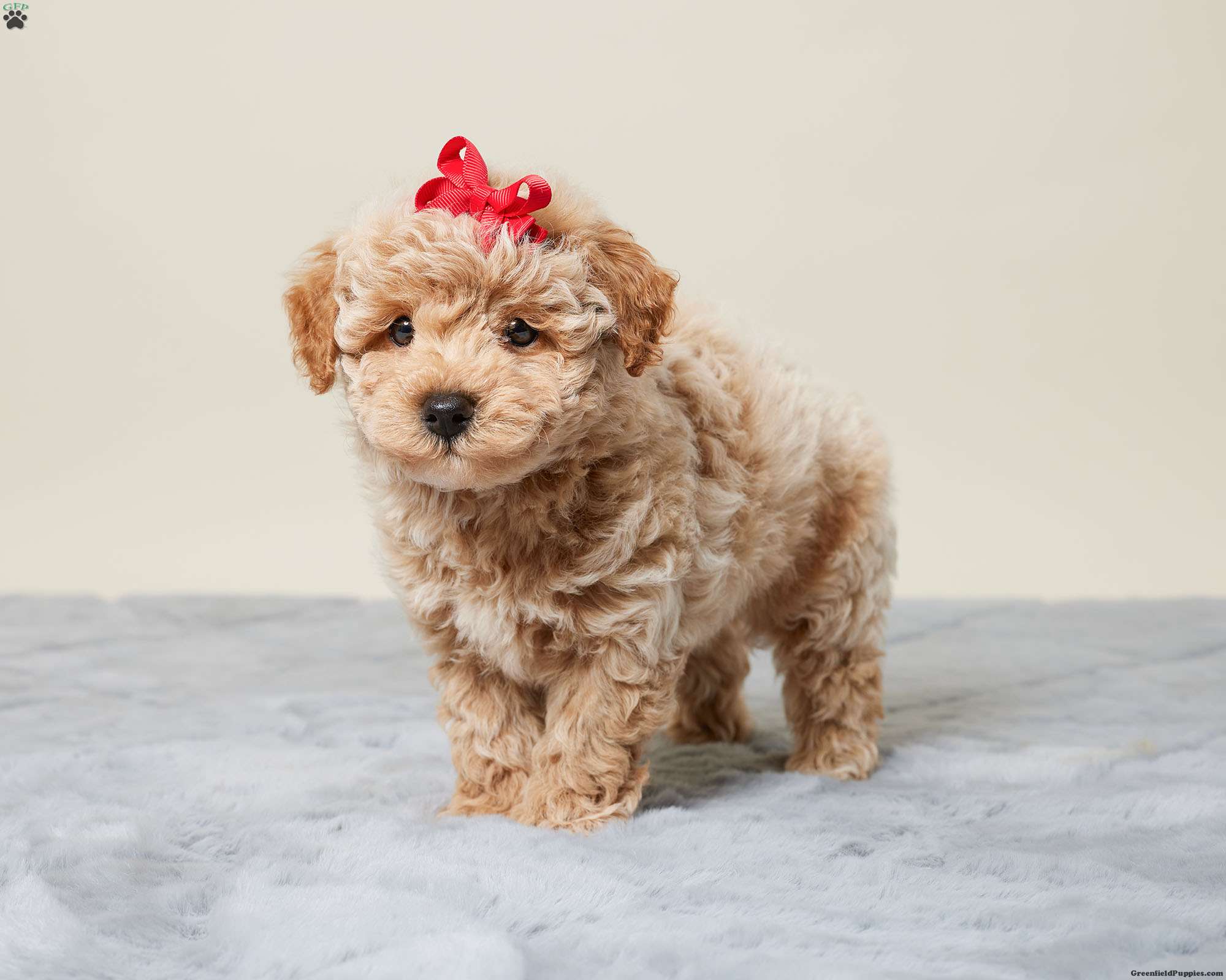 Benji - Shih Tzu Puppy for Sale in Millersburg, OH