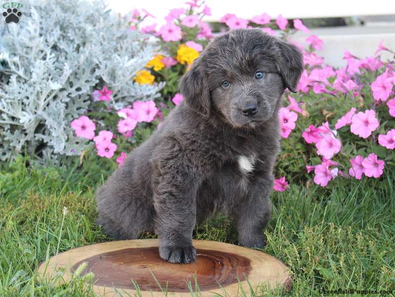 Bonnie Newfoundland Mix Puppy For Sale In Pennsylvania   Bonnie F1 2 