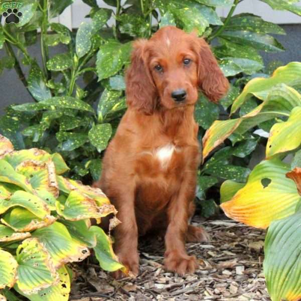 Bria, Irish Setter Puppy