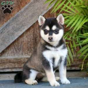 Alaskan Klee Kai-DOG-Male-Red / White-4102254-My Next Puppy