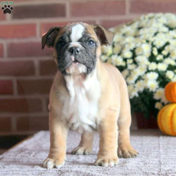 Bruce, English Bulldog Puppy