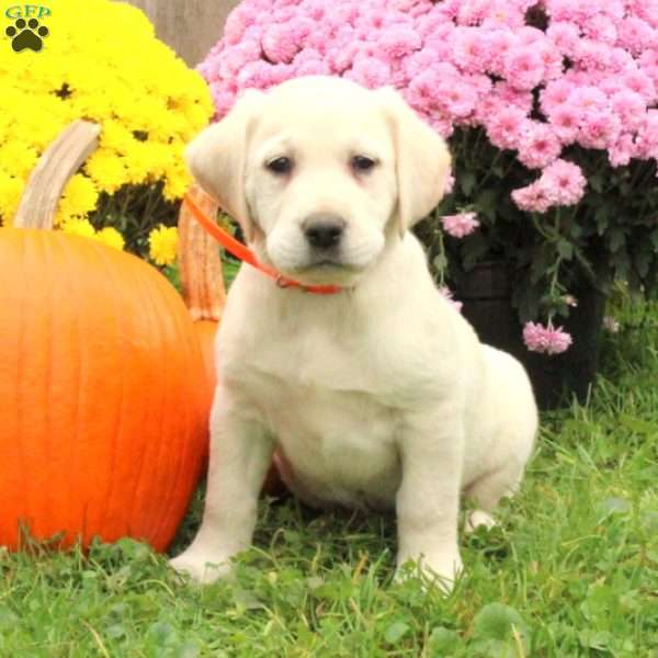 Bucky, Golden Labrador Puppy