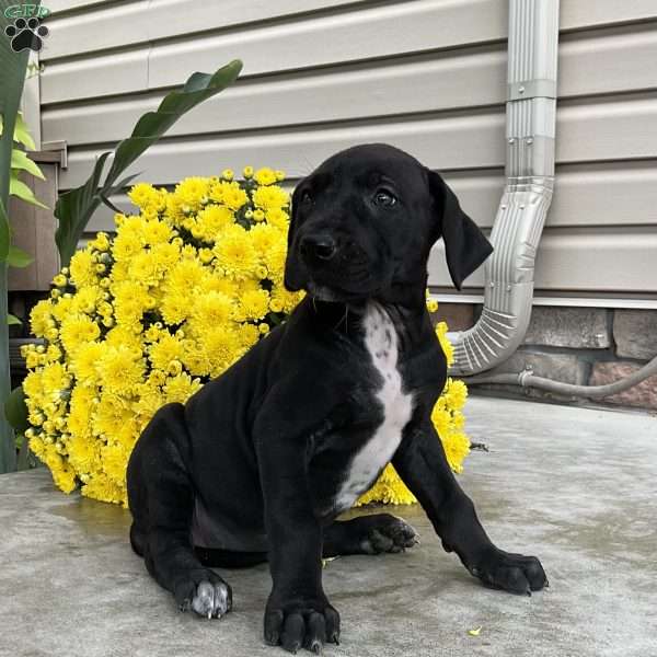 Daffodil, Great Dane Puppy