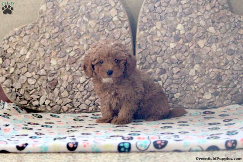 Cara Toy Poodle Puppy For Sale in Pennsylvania